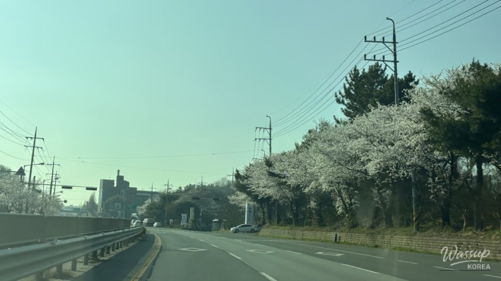 Cherry Blossom Drive Hotspots in Bongdong, Gosan, and Samnye_03
