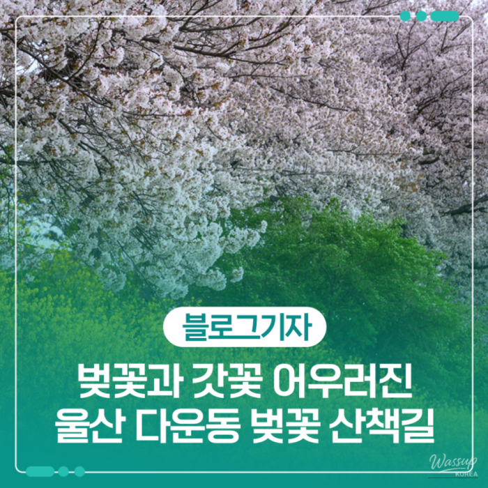 Spring Blossoms in Ulsan: A Hidden Gem1638