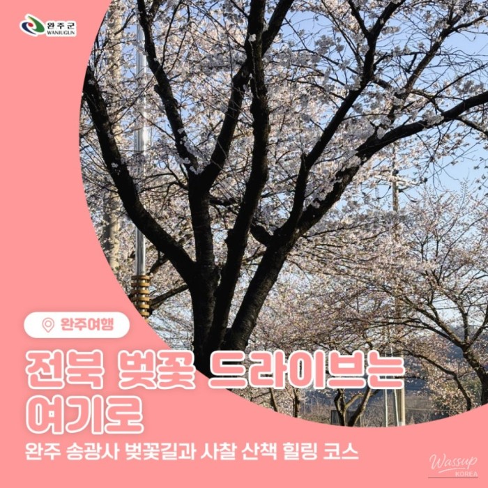 Cherry Blossom Drive Hotspots in Bongdong, Gosan, and Samnye359