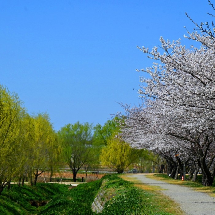 Spring Blossoms at Hahdeok Reservoir3288