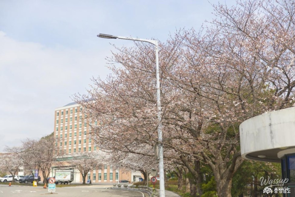 Hidden Cherry Blossom Spot at Shinseong University_05