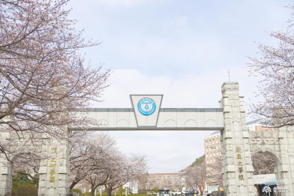 Hidden Cherry Blossom Spot at Shinseong University_03