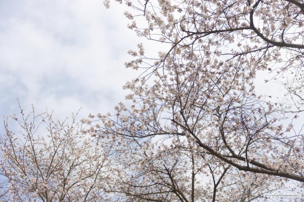 Hidden Cherry Blossom Spot at Shinseong University_04