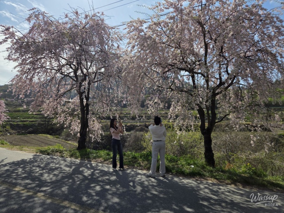 Exploring the Beautiful Cherry Blossom Path in Imbulri_05