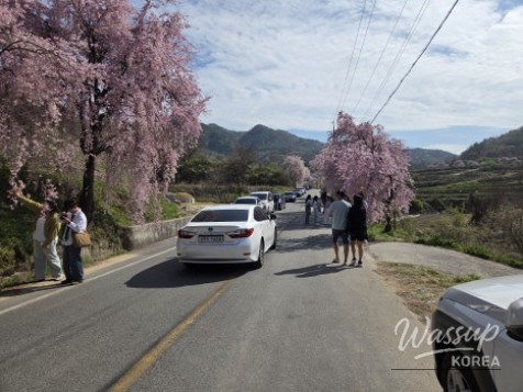 Exploring the Beautiful Cherry Blossom Path in Imbulri_04