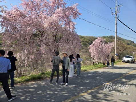 Exploring the Beautiful Cherry Blossom Path in Imbulri_03