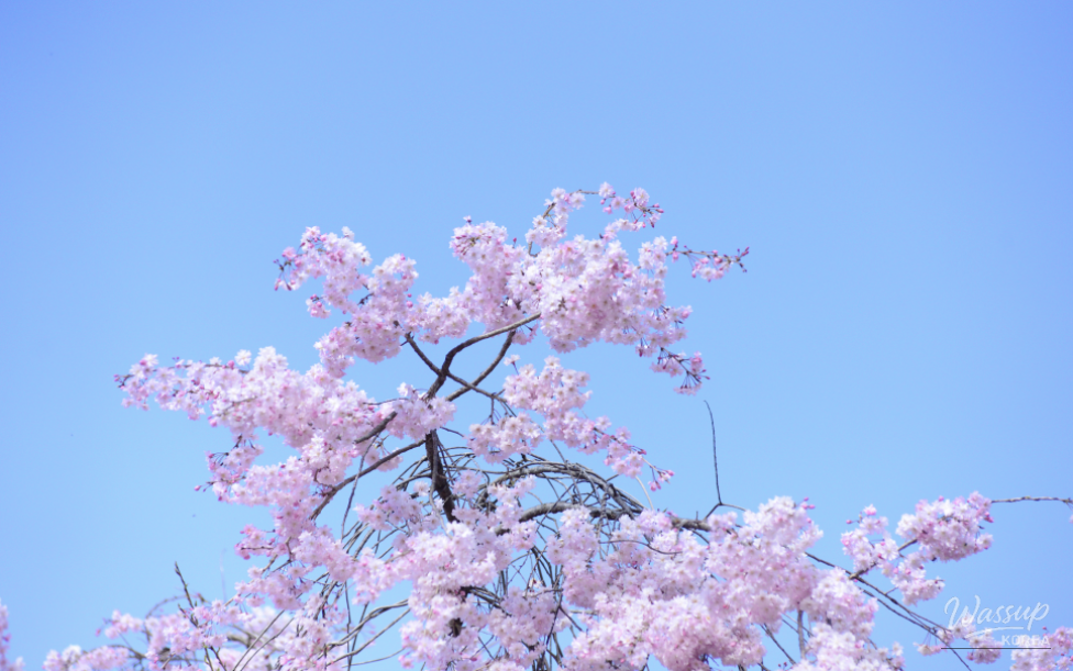 Exploring the Beautiful Cherry Blossom Path in Imbulri_01