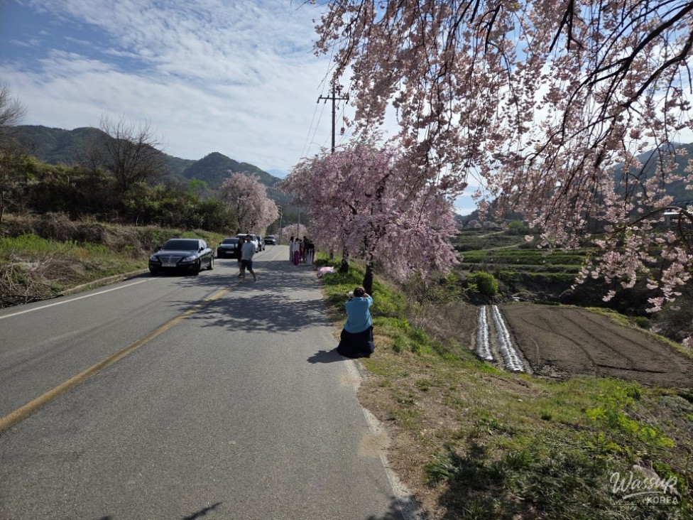 Exploring the Beautiful Cherry Blossom Path in Imbulri_02