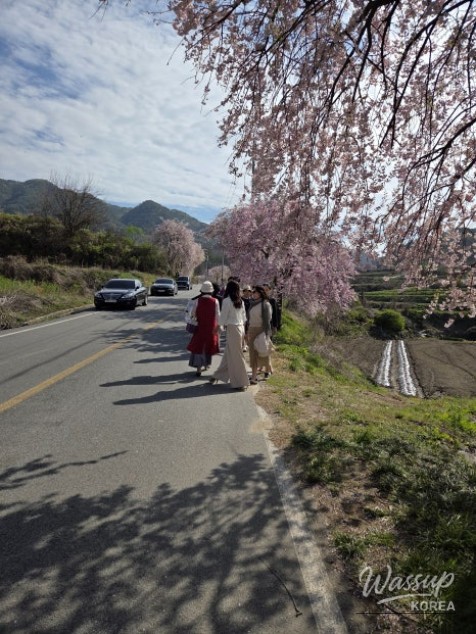Exploring the Beautiful Cherry Blossom Path in Imbulri_06
