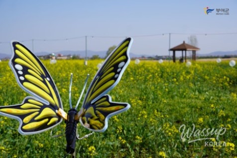 Preview of the Buyeo Sedo Cherry Tomato & Canola Flower Festival_10