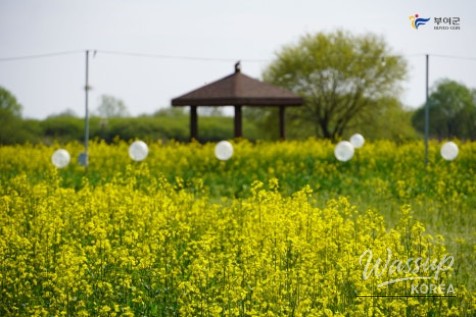 Preview of the Buyeo Sedo Cherry Tomato & Canola Flower Festival_05