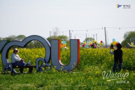 Preview of the Buyeo Sedo Cherry Tomato & Canola Flower Festival_07