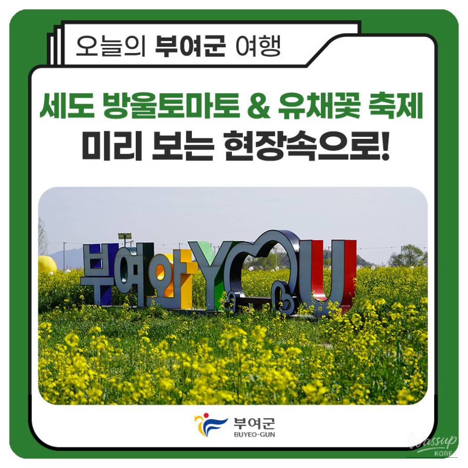 Preview of the Buyeo Sedo Cherry Tomato & Canola Flower Festival_01