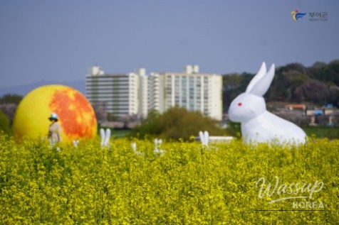 Preview of the Buyeo Sedo Cherry Tomato & Canola Flower Festival_08