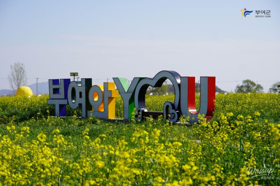 Preview of the Buyeo Sedo Cherry Tomato & Canola Flower Festival_02