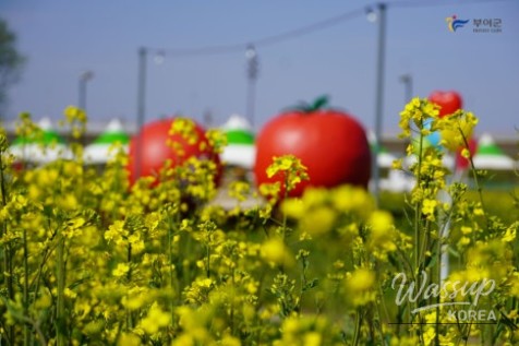 Preview of the Buyeo Sedo Cherry Tomato & Canola Flower Festival_09