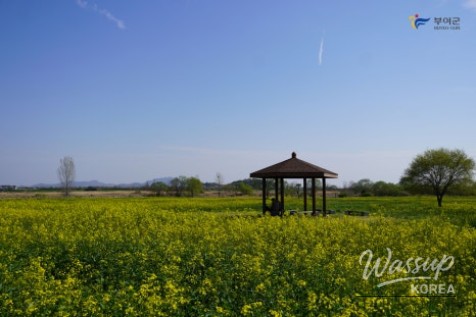 Preview of the Buyeo Sedo Cherry Tomato & Canola Flower Festival_03