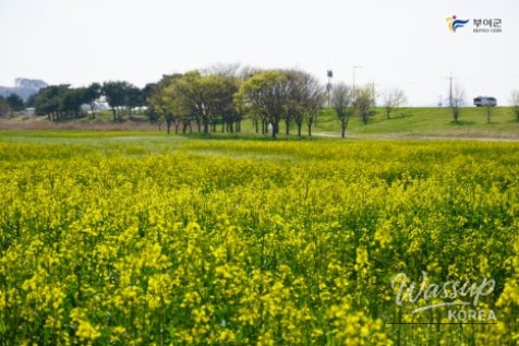 Preview of the Buyeo Sedo Cherry Tomato & Canola Flower Festival_04