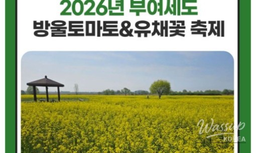 Preview of the Buyeo Sedo Cherry Tomato & Canola Flower Festival_11