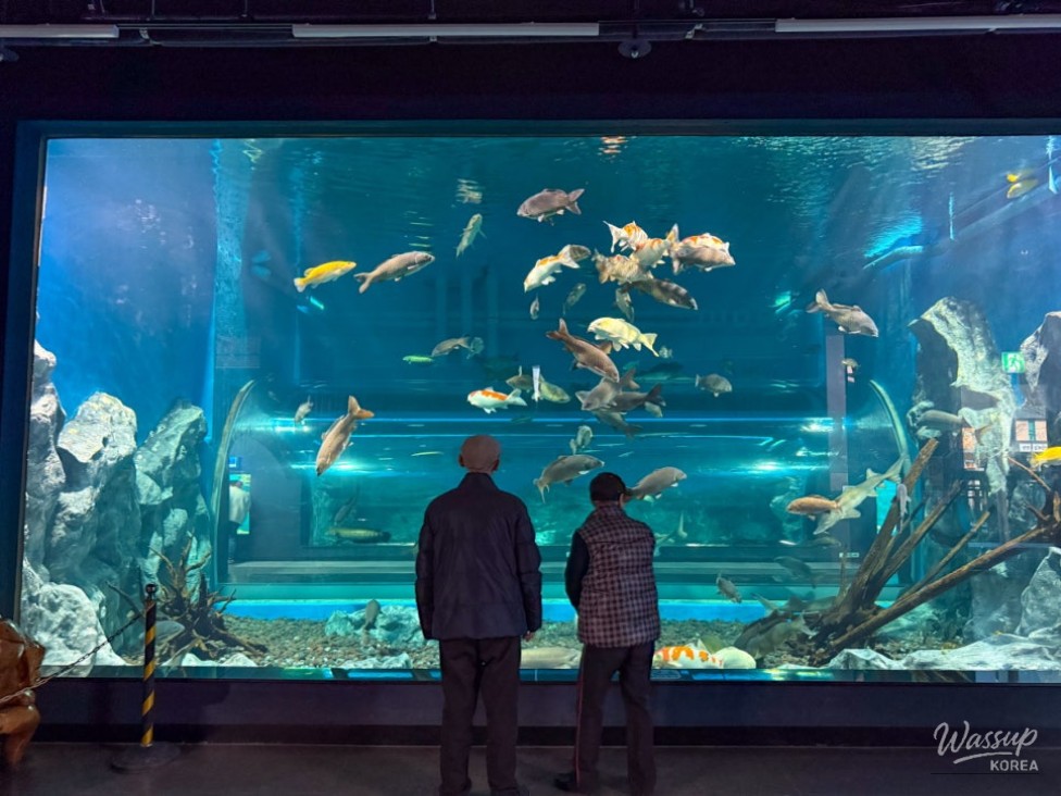 Discovering the Beauty of Freshwater Fish: Chungbuk Aquarium in Goesan_04
