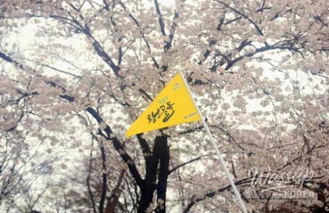 A Historical Journey Along the Cherry Blossom Path_02