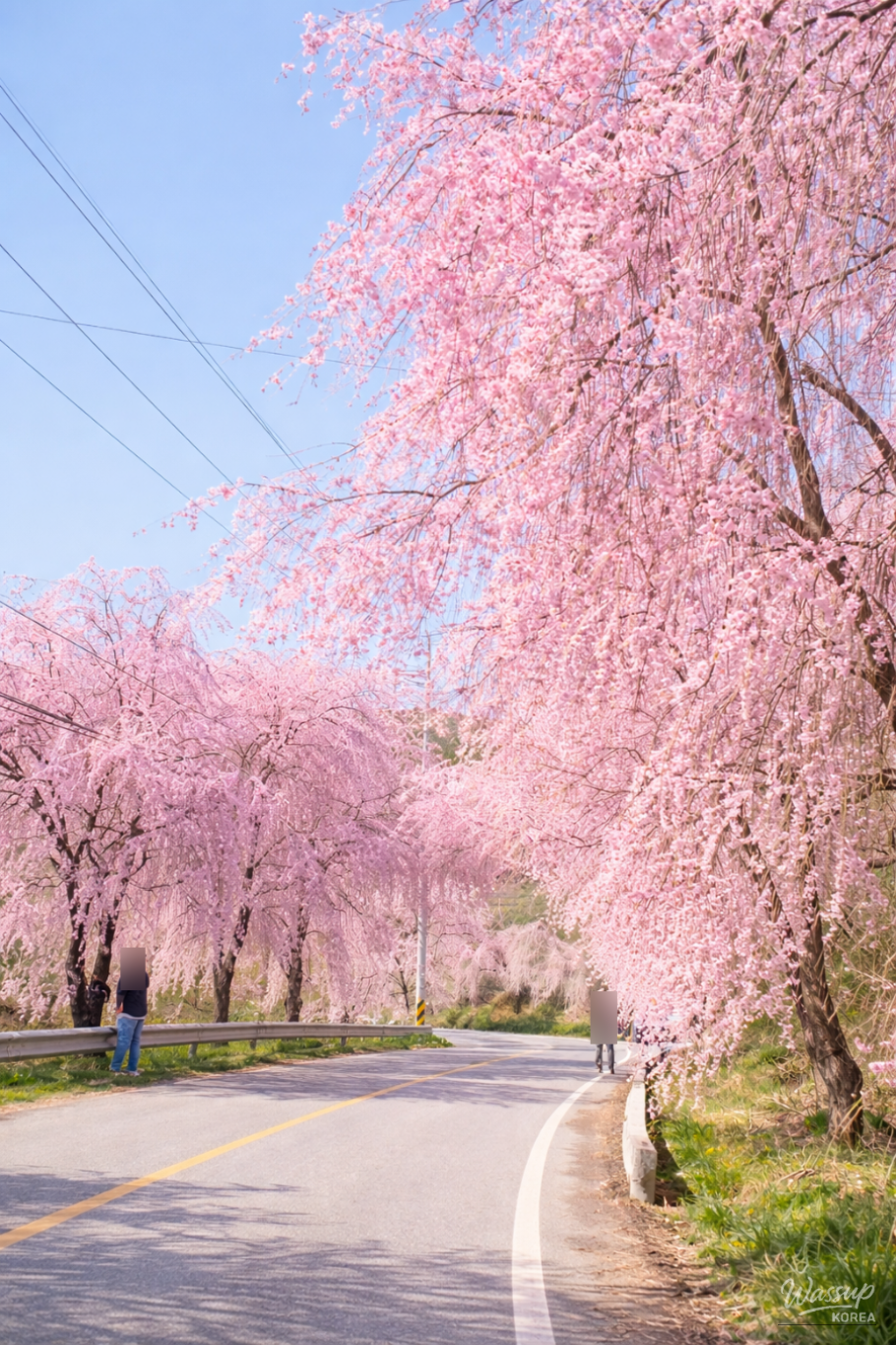 Spring at Byeonggok Village: A Cherry Blossom Wonderland_01