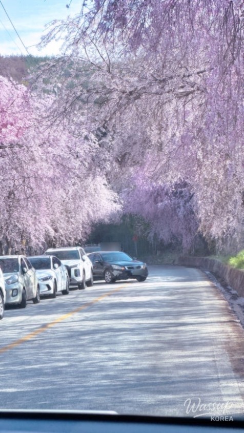 Spring at Byeonggok Village: A Cherry Blossom Wonderland_04