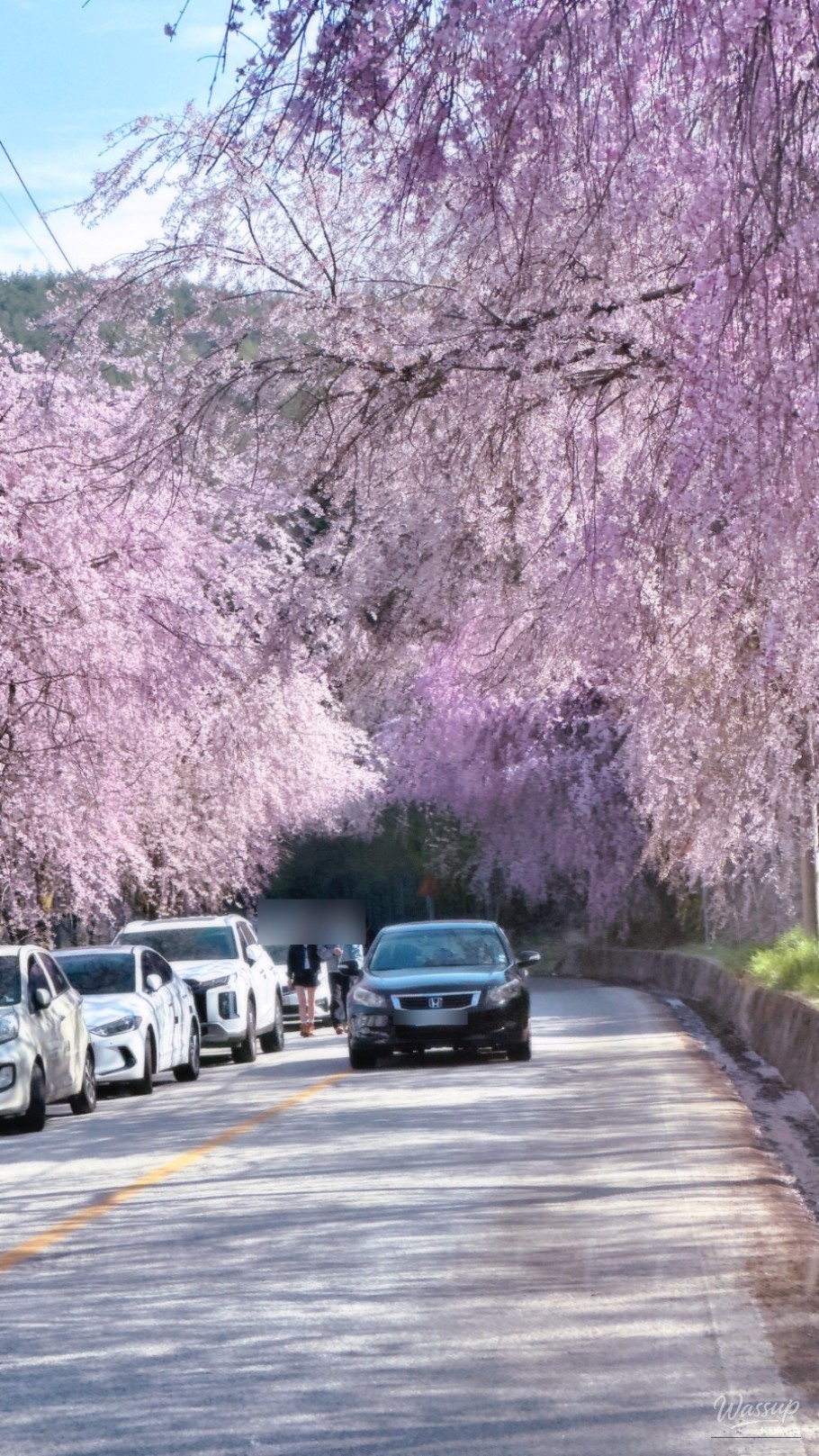 Spring at Byeonggok Village: A Cherry Blossom Wonderland_03
