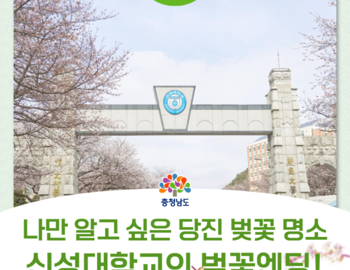 Hidden Cherry Blossom Spot at Shinseong University float