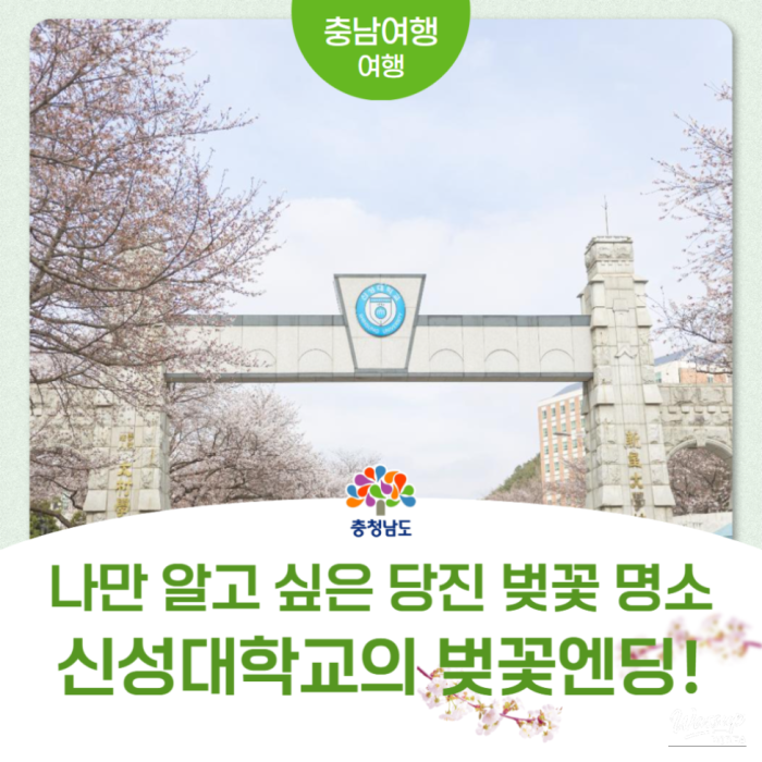 Hidden Cherry Blossom Spot at Shinseong University3302