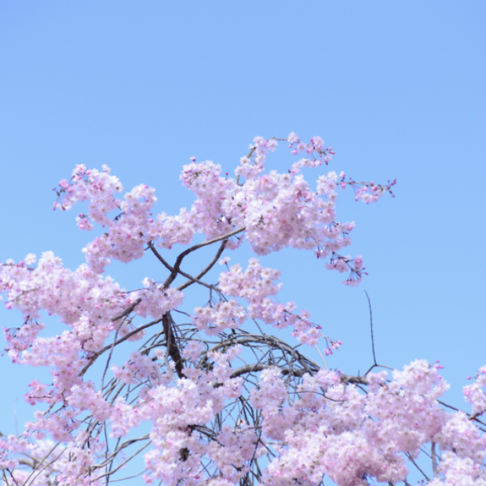 Exploring the Beautiful Cherry Blossom Path in Imbulri3294