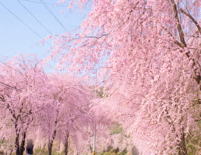 Spring at Byeonggok Village: A Cherry Blossom Wonderland float