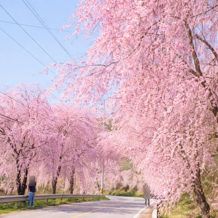 Spring at Byeonggok Village: A Cherry Blossom Wonderland3306