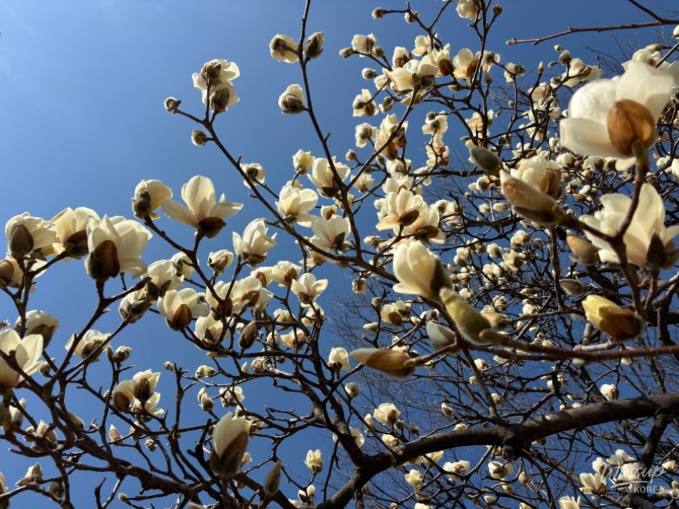 A Charming Day at Dunsan Park in Wanju Bongdong_03