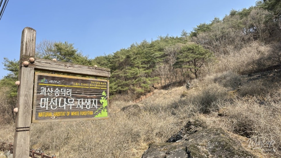 Exploring the Natural Beauty of Goesan: The Native Habitat of the Mison Tree_02