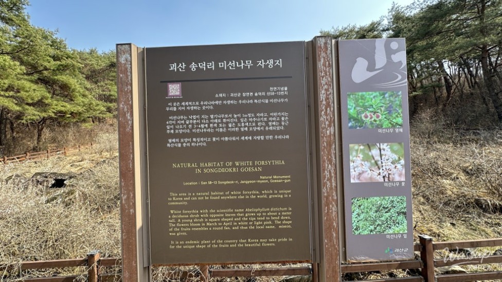 Exploring the Natural Beauty of Goesan: The Native Habitat of the Mison Tree_04