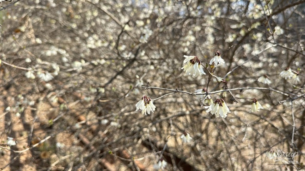 Exploring the Natural Beauty of Goesan: The Native Habitat of the Mison Tree_07