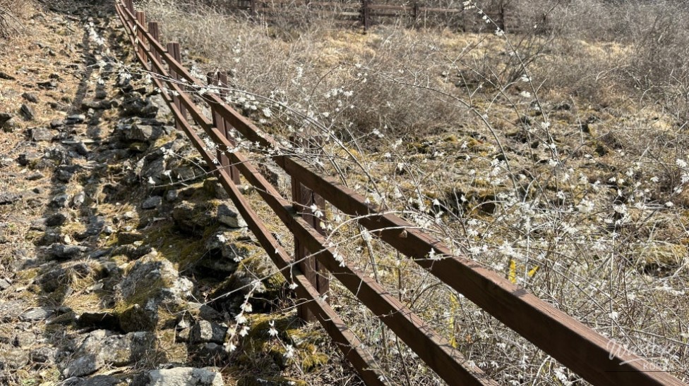 Exploring the Natural Beauty of Goesan: The Native Habitat of the Mison Tree_06