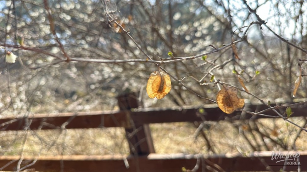 Exploring the Natural Beauty of Goesan: The Native Habitat of the Mison Tree_09