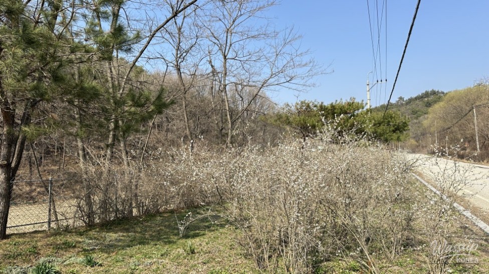 Exploring the Natural Beauty of Goesan: The Native Habitat of the Mison Tree_10