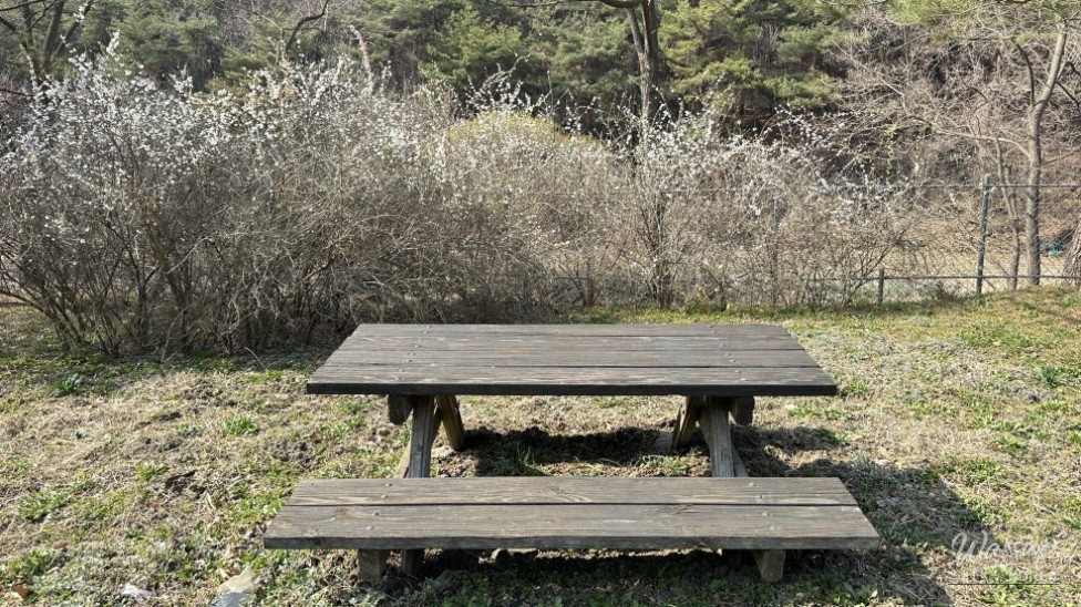 Exploring the Natural Beauty of Goesan: The Native Habitat of the Mison Tree_12