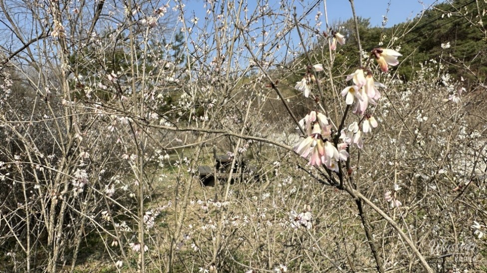 Exploring the Natural Beauty of Goesan: The Native Habitat of the Mison Tree_13