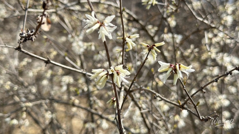 Exploring the Natural Beauty of Goesan: The Native Habitat of the Mison Tree_05