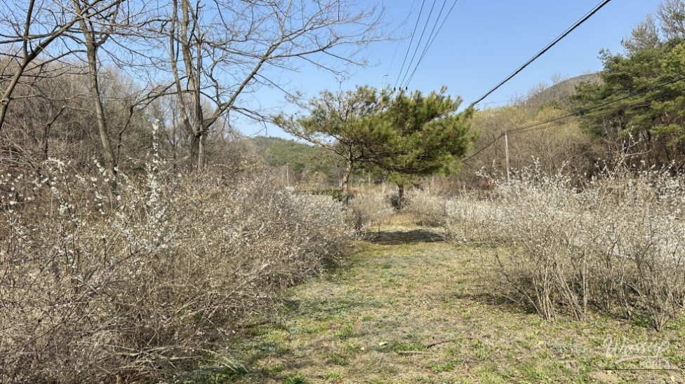 Exploring the Natural Beauty of Goesan: The Native Habitat of the Mison Tree_11