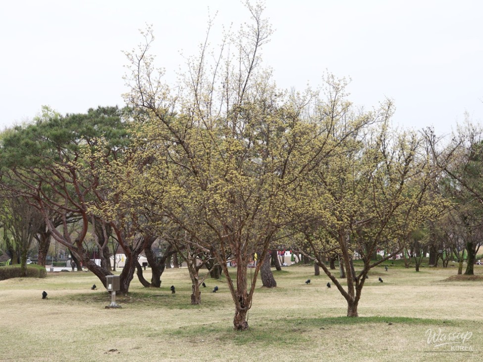 Spring Visit to Gwanghanruwon in Namwon_05