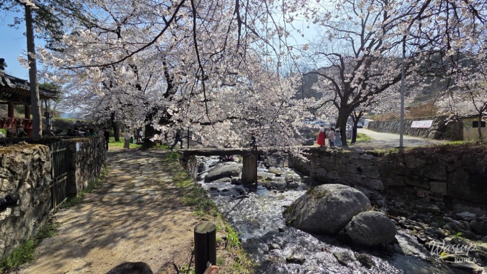 Cherry Blossom Experience at Yongwonjeong_01