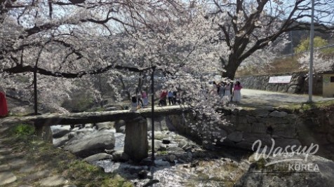 Cherry Blossom Experience at Yongwonjeong_03