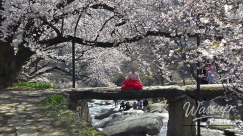 Cherry Blossom Experience at Yongwonjeong_02