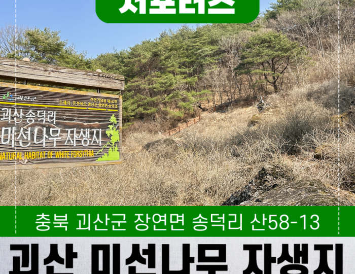 Exploring the Natural Beauty of Goesan: The Native Habitat of the Mison Tree float