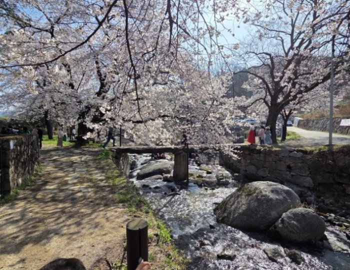 Cherry Blossom Experience at Yongwonjeong float